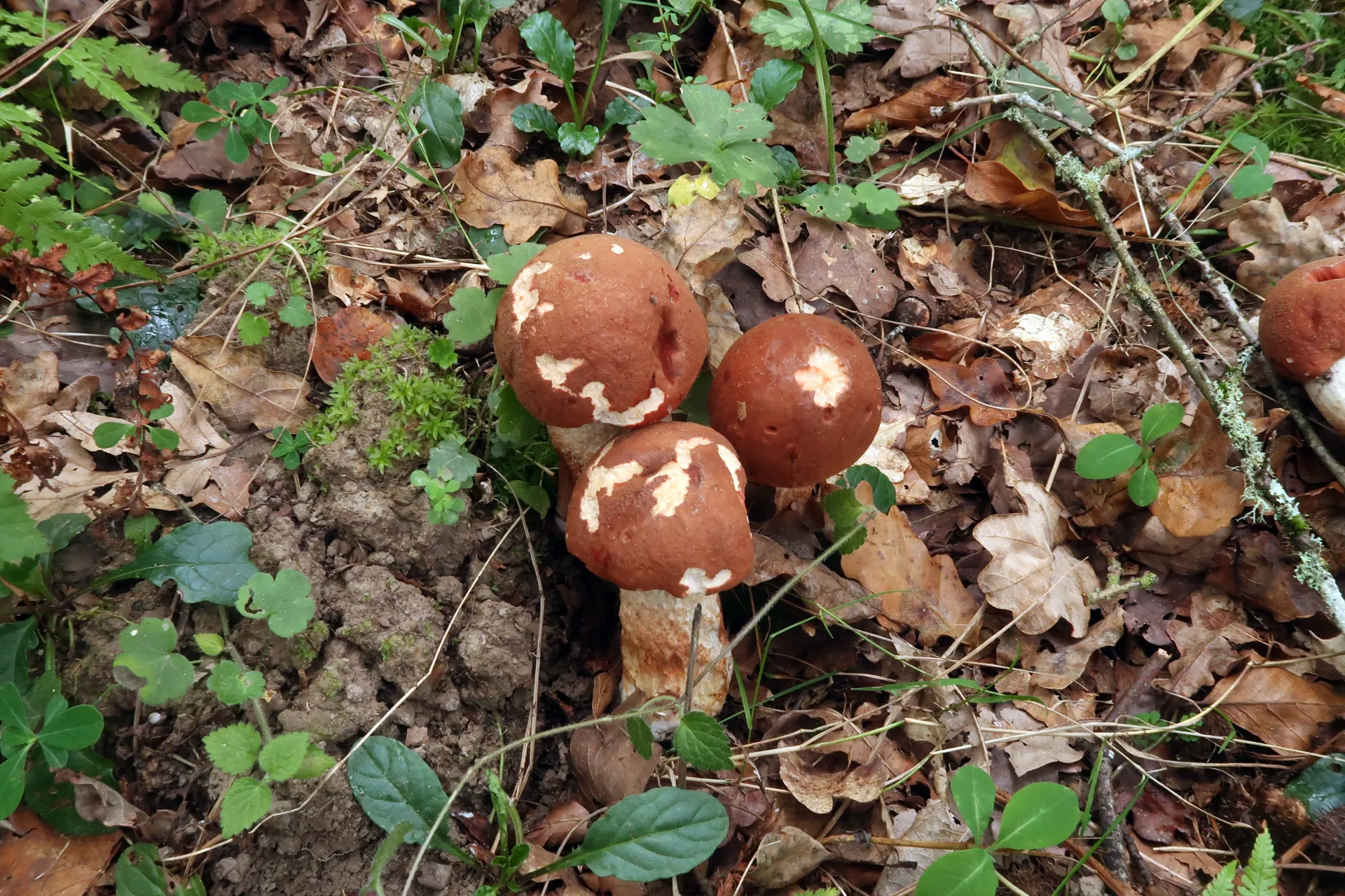 Leccinum aurantiacum - 1 - IMG_7955